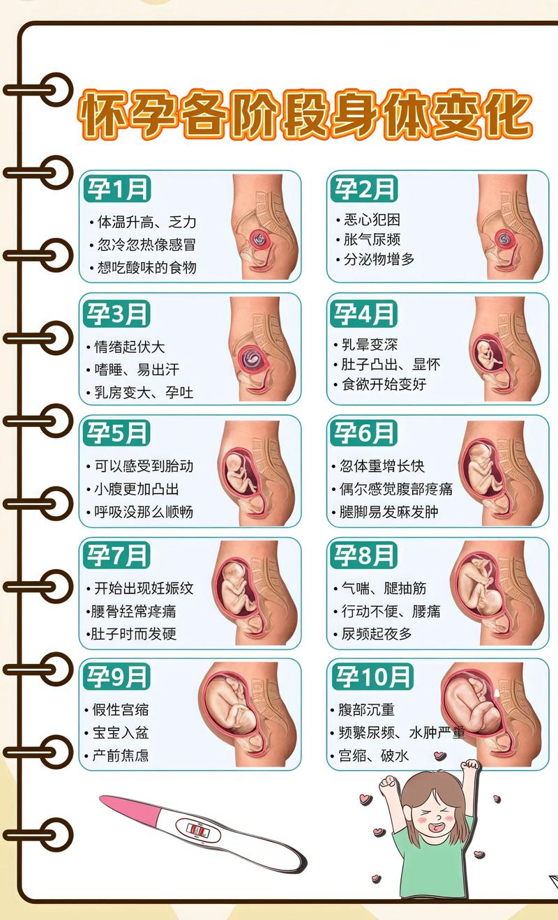 揭秘供卵代孕妈妈怀孕小腹分两节，孕期变化的奥秘普陀代生机构: